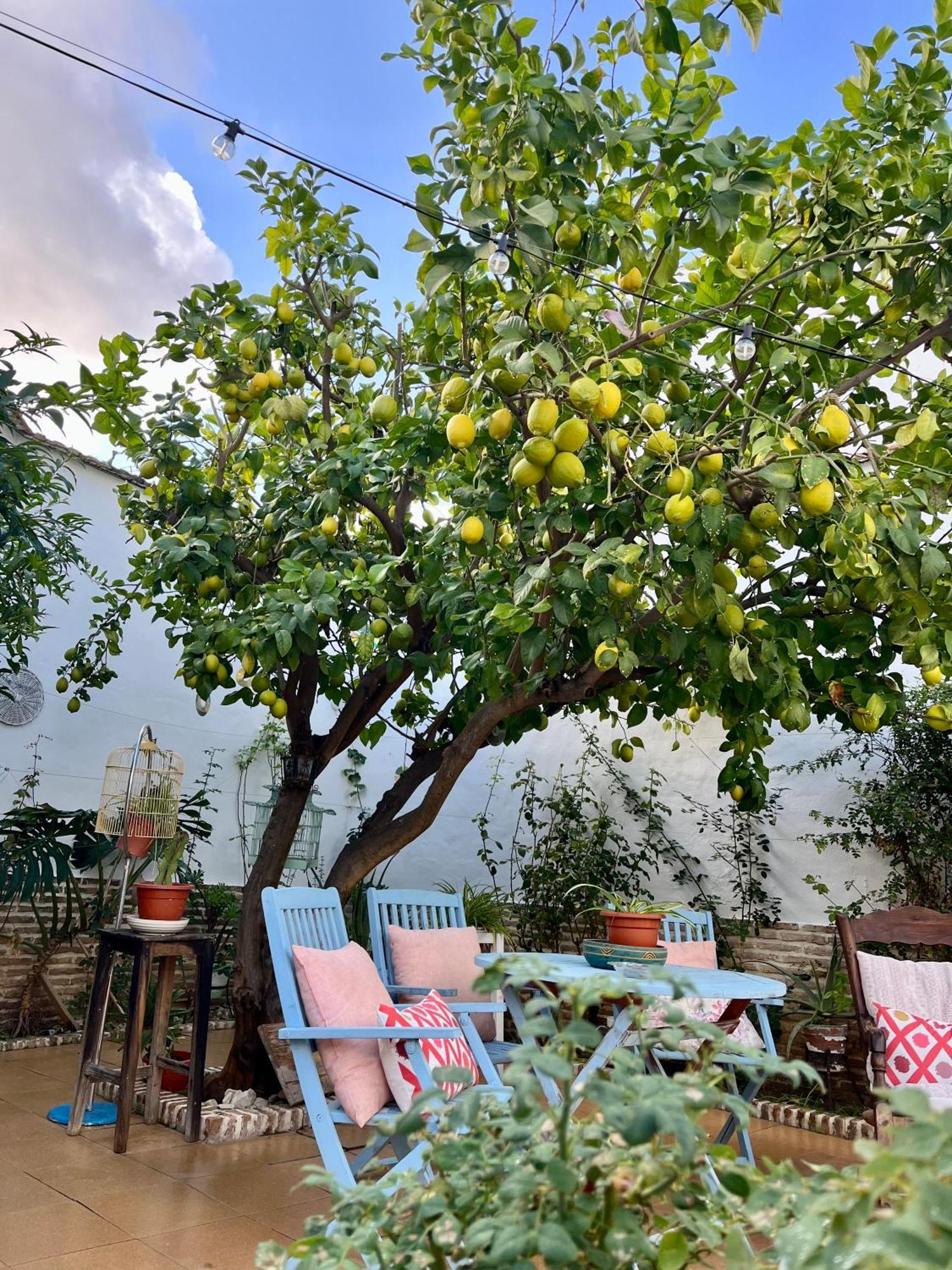 埃希哈El Patio Del Limonero别墅 外观 照片